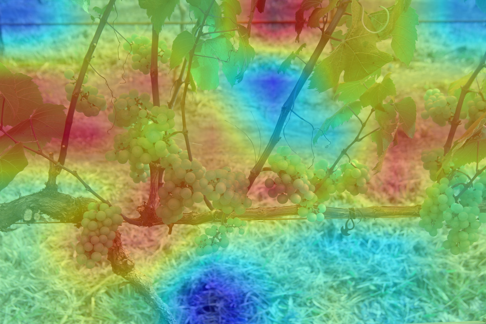 ../../../_images/explain_wgisd.png